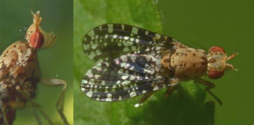 Réf. 223 635 : Trypetoptera punctulata